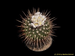 Stenocactus crispatus 1385